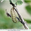 libythea celtis praepupa1a